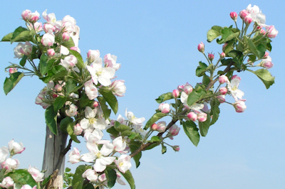 Appelbloesem in volle glorie
