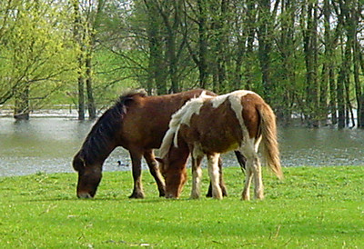 Paardjes in uiterwaarden bij Dreumel
